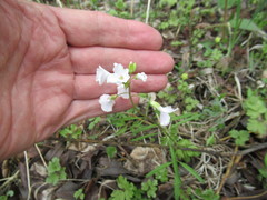 Cardamine trifida