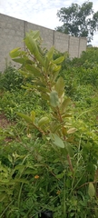 Annona senegalensis image