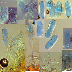 Erysiphe azaleae