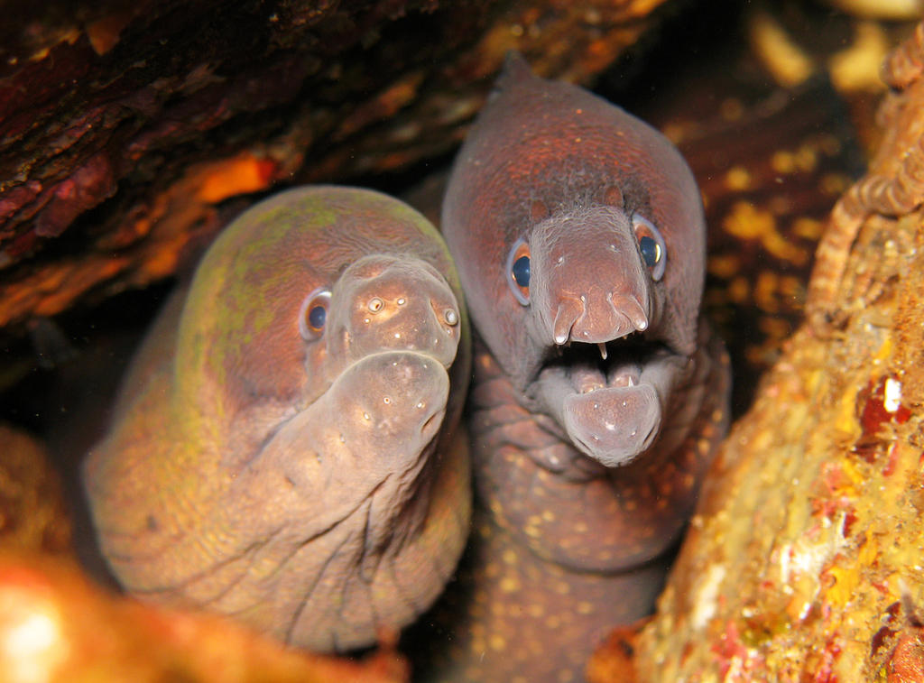 Photo of Brown moray (Gymnothorax unicolor)