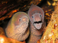 Gymnothorax unicolor