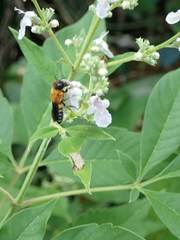 Megachile umbripennis