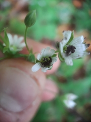 Microbotryum stellariae
