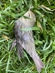 Setophaga striata
