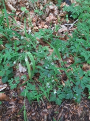 Microbotryum stellariae