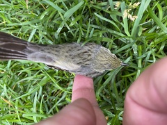Setophaga striata