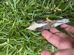 Setophaga striata