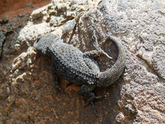 Mediodactylus kotschyi