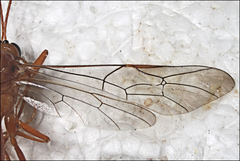 Hypopheltes
