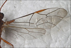 Hypopheltes