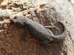 Mediodactylus kotschyi