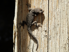 Mediodactylus kotschyi