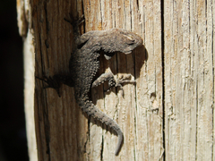 Mediodactylus kotschyi