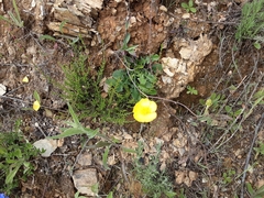 Ranunculus bupleuroides
