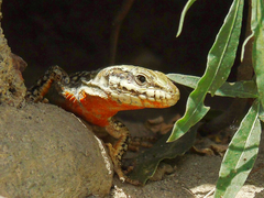 Podarcis erhardii riveti