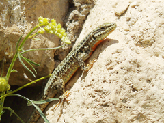 Podarcis erhardii riveti
