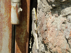 Podarcis erhardii riveti