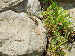 Podarcis erhardii riveti