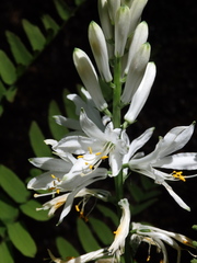 Paradisea lusitanica