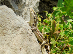 Podarcis erhardii riveti