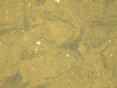 Poecilia reticulata