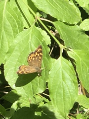 Pararge aegeria