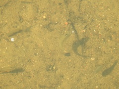 Poecilia reticulata