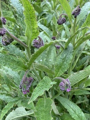Symphytum officinale