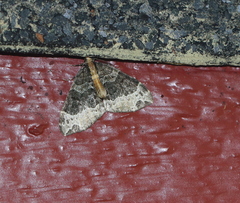 Ecliptopera capitata