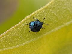 Pterocolus ovatus