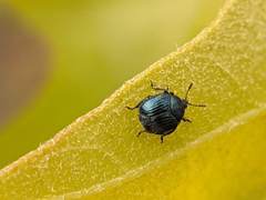 Pterocolus ovatus