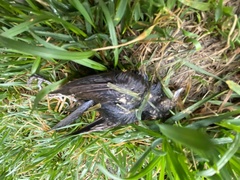 Passeriformes