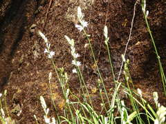 Paradisea lusitanica