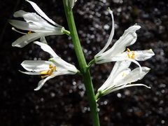 Paradisea lusitanica