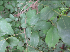 Lindera glauca