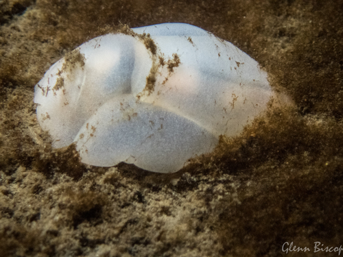 Philine quadripartita Ascanius, 1772