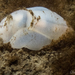 Lobe Shell - Photo (c) Glenn Biscop, some rights reserved (CC BY-NC), uploaded by Glenn Biscop