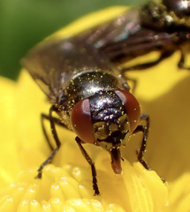 Melanogaster hirtella