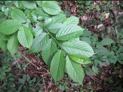 Rhamnella franguloides