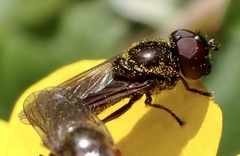 Melanogaster hirtella