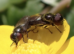 Melanogaster hirtella