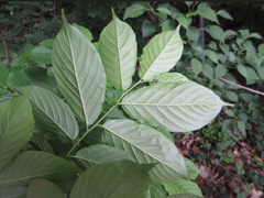 Rhamnella franguloides