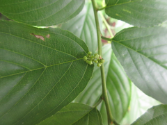 Rhamnella franguloides