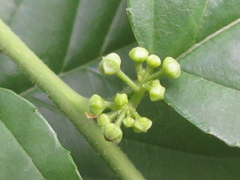 Rhamnella franguloides