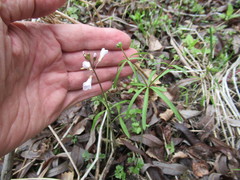 Cardamine trifida