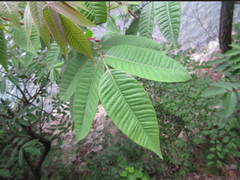Toxicodendron vernicifluum