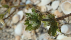 Lamium amplexicaule orientale