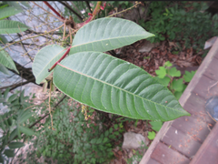 Toxicodendron vernicifluum