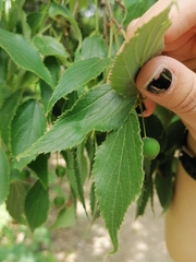 Celtis australis