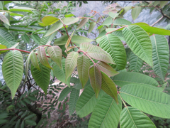 Toxicodendron vernicifluum